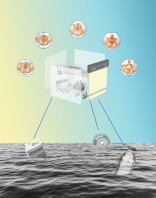 A graphic with a diagram of a dishwasher broken into parts with circles of male and female genitalia diagrams floating in mid air as blue lines point out to a plastic water bottle, weed killer tank, and circular birth control package floating in ocean.