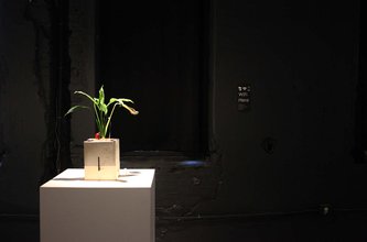 Plant on a gold box sitting on a white pedestal