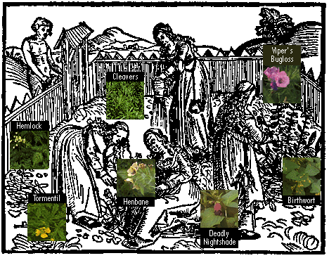 A collage graphic of a black and white cartoon of a medieval painting mixed with photos of herbs that have black labels. Gardeners are tending the scattered colored photos of herbs.