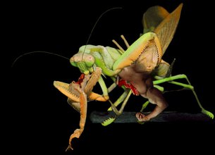 An aloof grasshopper on a branch eats a exotic bright orange creature with a severed head in one arm and has the chest and arm of a human male buldging out of its other arm.