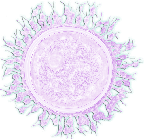 a light purple cell with purple strands on all edges