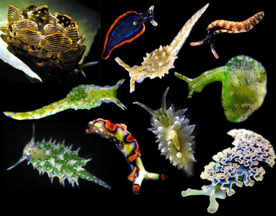 black background with hi-fidelity, bright bio-organisms