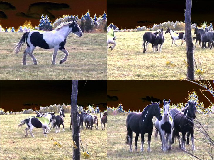 Four images collaged together showing different images of horses running or standing around a vast pasture.