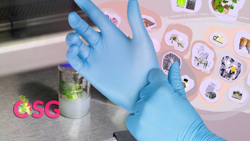 A graphic image of hands putting on blue surgical gloves. A metal desk with a plant swimming a milky substance fogs up its jar. A large pink diagram with cutouts of images take up half the page. A pink logo with a sprouting plant is on the bottom left.
