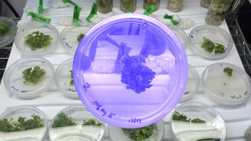 An image with a background of green leafy plants in round test plates on a silver rack. On top is a large graphic image of a plant inside a test plate with handwriting on its edge colored by a blue filter.