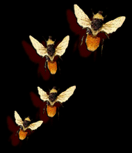 Four cut out images of bees with a fiery butt and gold wings flying north over a black background.