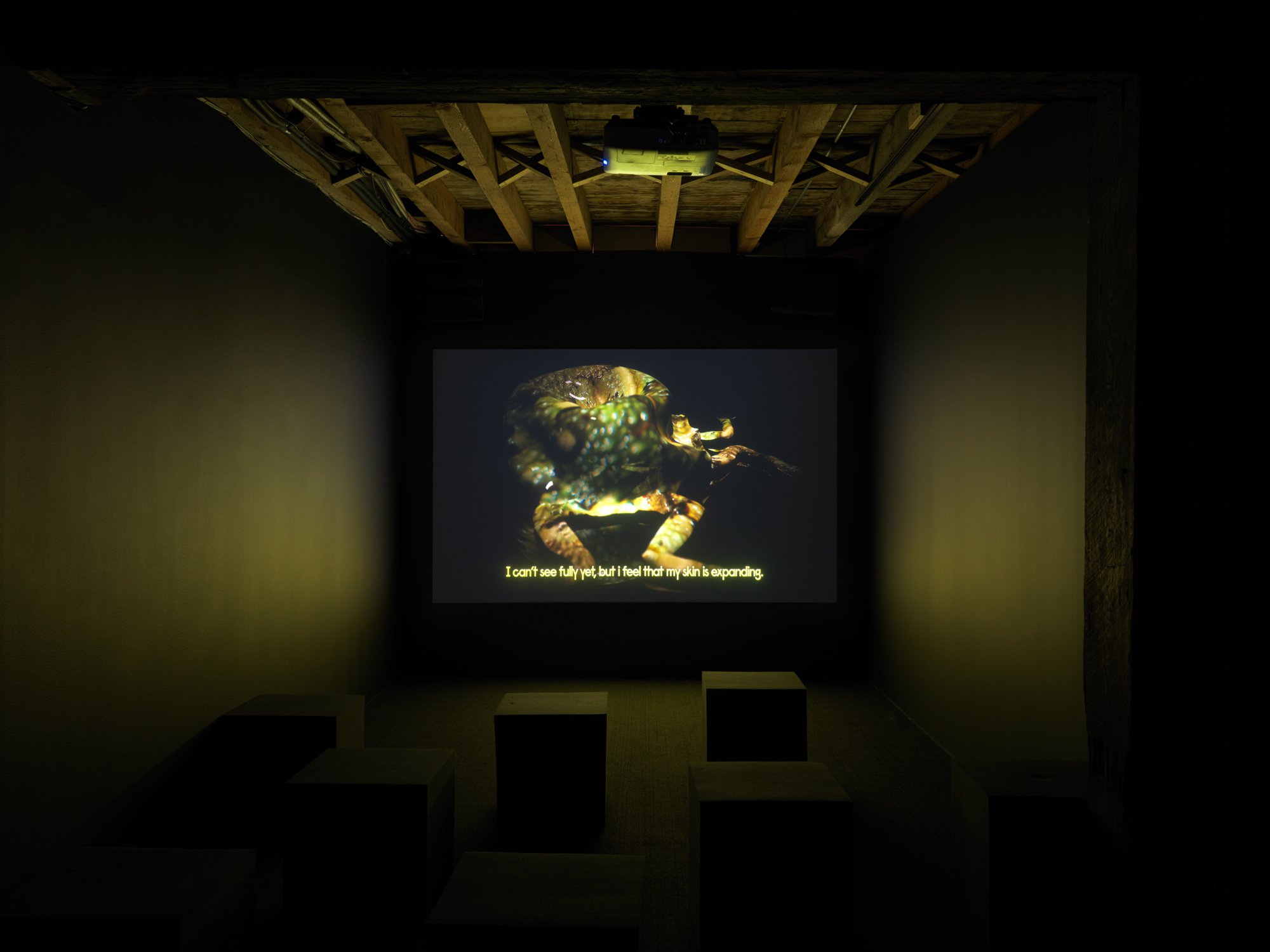Photo of a small dark art gallery theater. Projected onto the wall is an amphibian creature with the legs of a frog and the body of a lava cake. Its green and white, yellow, and brown spotted slimy skin melt off onto the floor.