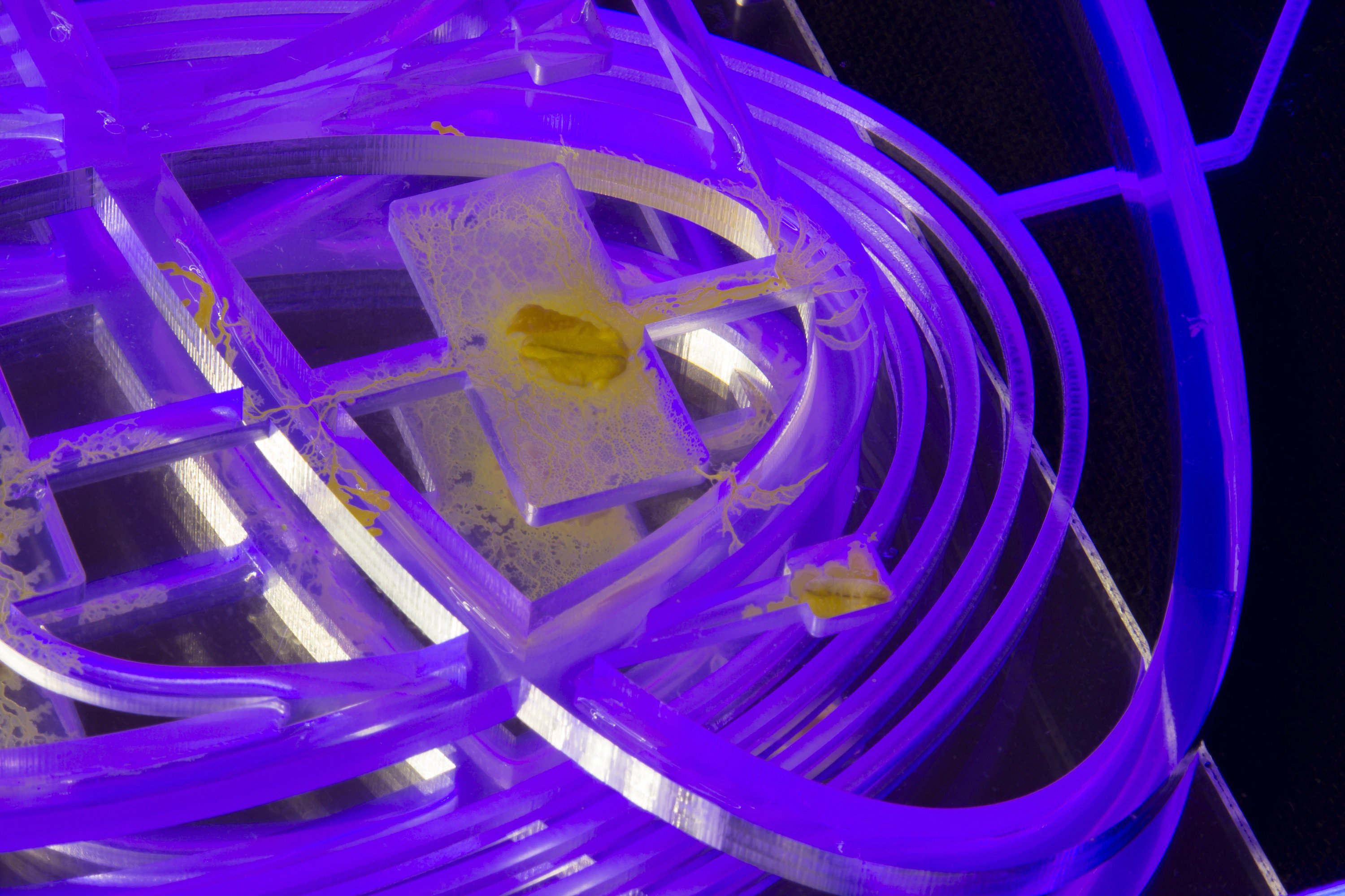 A photo of neon purple tubes wrapped like a maze with yellow bateria oozing, sprawling, spreading, and exploring inside the tubes.