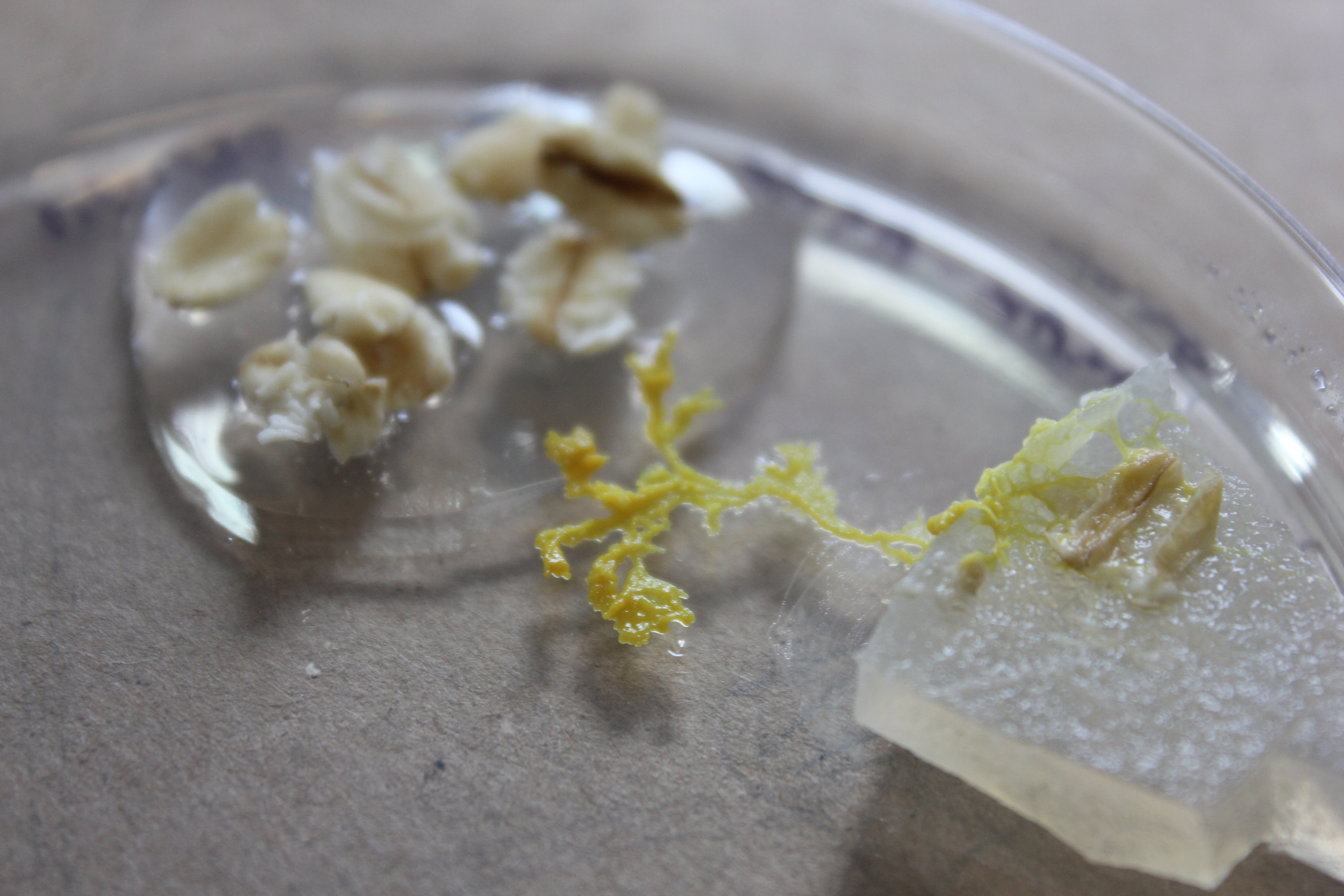 close-up photograph of a slime mold, light green fibers in a pool of slime