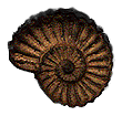 Scan of a brown spiraling seashell.