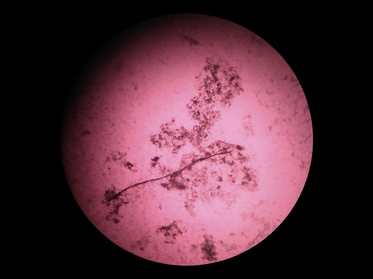 an image under a microscope, a red circle with a soft gradient, and a branch with feathered edges